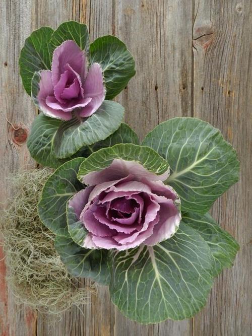 PURPLE KALE